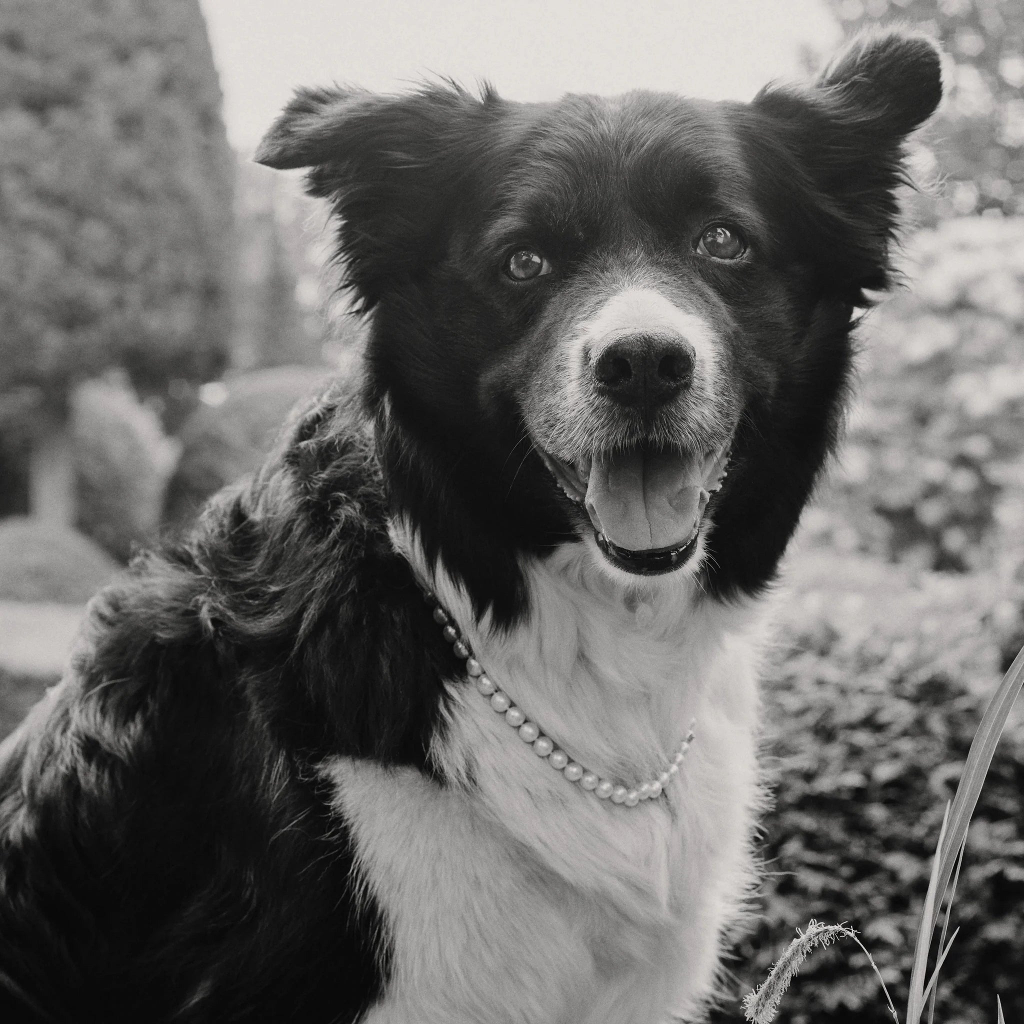 Sophie's Dog Snoopy wearing Peggy Perle pearl necklace