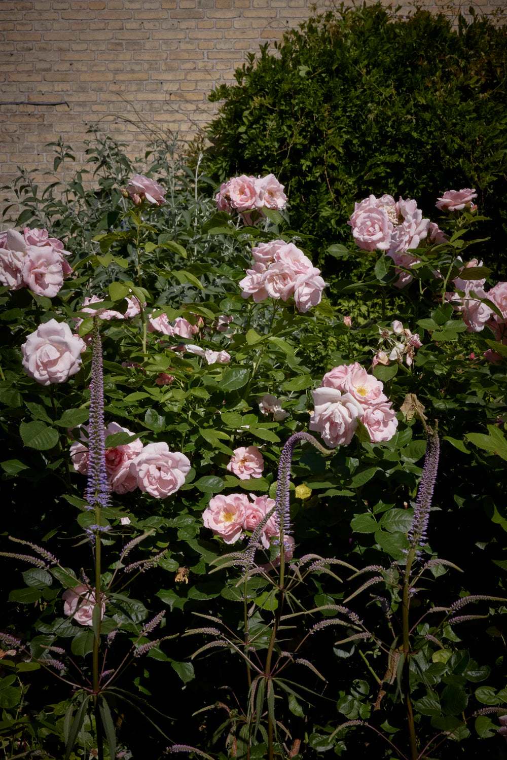 Photo of pink roses.