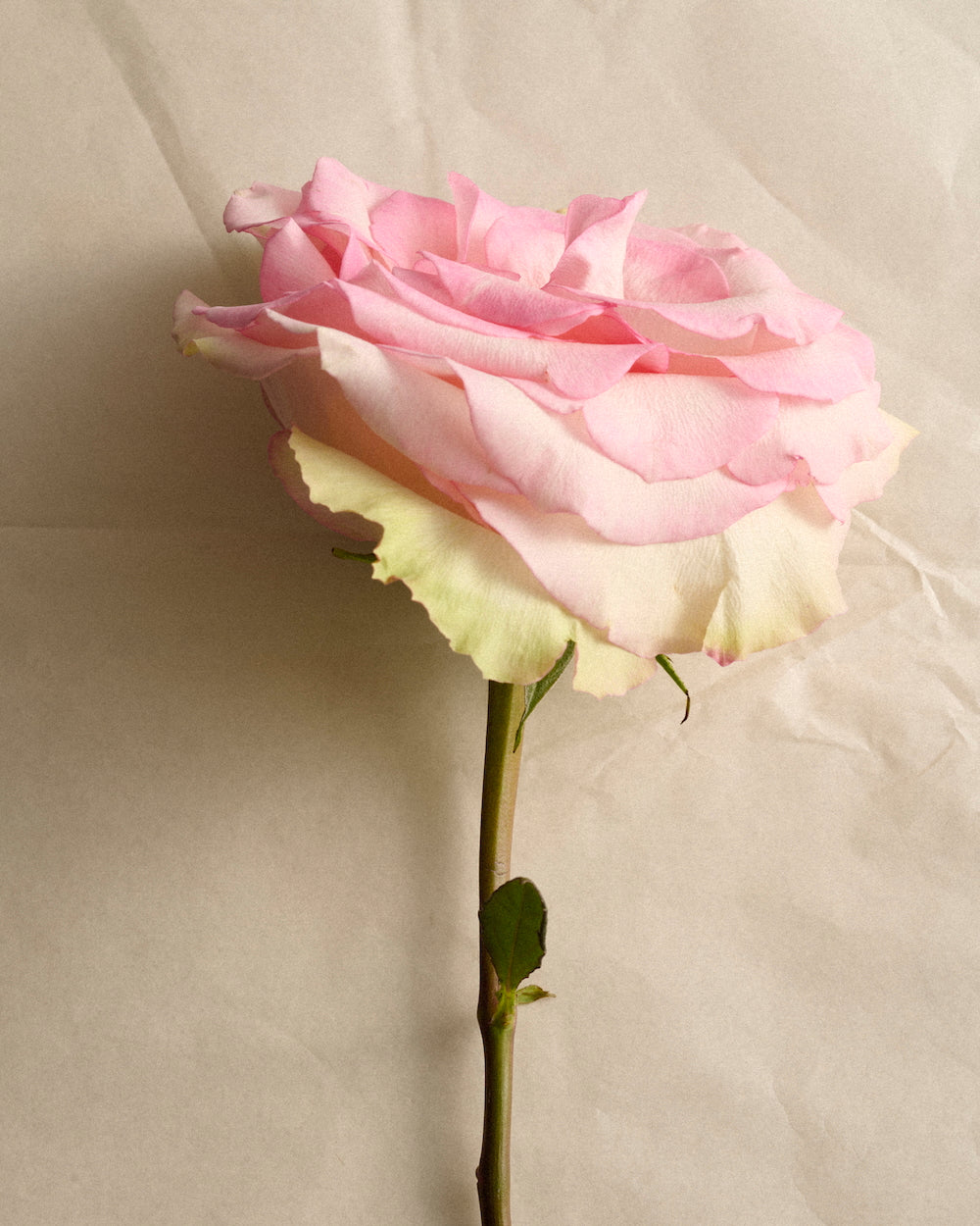 Celebrating Mothers